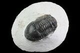 Bargain, Paralejurus Trilobite Fossil - Ofaten, Morocco #80780-1